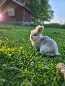 a small white rabbit sitting in the grass at Lillstugan Albohult in Hok