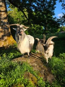 two goats with long horns standing on a rock at Lillstugan Albohult in Hok