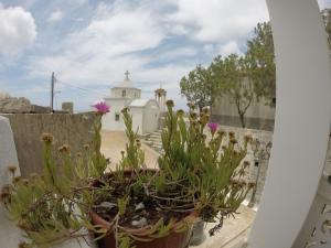 A garden outside Aphrodite Hotel