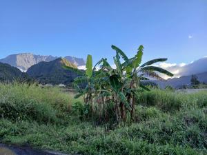 a banana tree in a field with mountains in the background at Expédit Horizon in Salazie