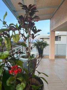 a plant in a large pot on a balcony at Live Well Rwanda House in Kigali
