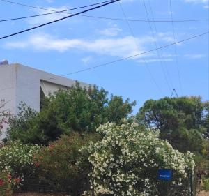 a bush with white flowers in front of a building at Αριάδνη στούντιο με θέα in Anavyssos