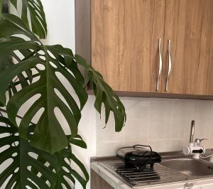 a plant in a kitchen next to a sink at Mabel Rooms in Durrës