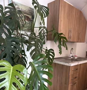 a kitchen with a large green plant next to a sink at Mabel Rooms in Durrës +37 photos
