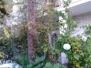 Zahrada ubytování Apartment in Sukosan - Zadar Riviera 8202