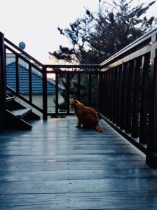 een kat zit op een houten dek bij Hola! in Valeria del Mar