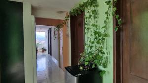 a potted plant hanging from a wall in a hallway at Hotel EL EDEN 2 personas 9 in Cedro