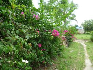Taman di luar Eazy's Place