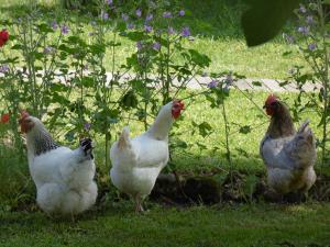 un grupo de pollos parados en la hierba en La Cadournaise, en Saint-Seurin-de-Cadourne