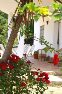 ベヘール・デ・ラ・フロンテーラにあるCasa El Sotoの白い椅子と赤い花の集団