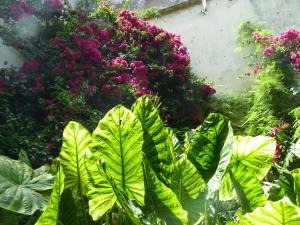 ヘレス・デ・ラ・フロンテーラにあるCasa Palacio Morla y Melgarejoの緑の植物と紫色の花のグループ