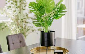 eine schwarze Vase auf einem Tisch mit einer Pflanze in der Unterkunft Oostergeest Beneden 2 Slaapk in Uitgeest