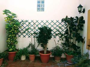 Zahrada ubytování Casa Rural Almécija