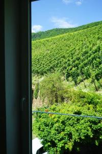 una ventana de tren con vistas a un viñedo en Hain Estate Appartements, en Piesport