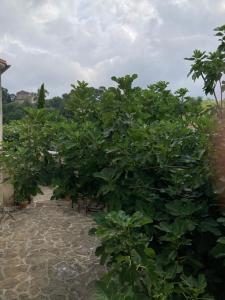 Zahrada ubytování ChezMathilde à LIMOUX