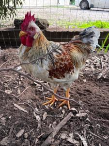 a rooster is standing in the dirt at Villa del Lupo in Santa Maria la Palma
