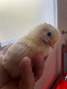 a person holding a small chicken in their hand at Villa del Lupo in Santa Maria la Palma