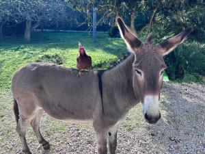 a donkey with a chicken sitting on its back at Villa del Lupo in Santa Maria la Palma