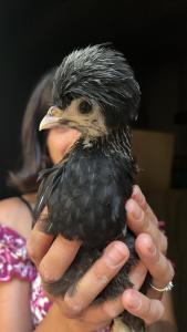 a woman holding a small bird in her hands at Villa del Lupo in Santa Maria la Palma