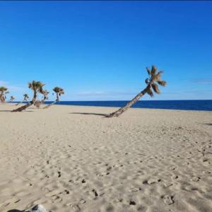 ル・バルカレスにあるCoquet T 2 Le barcares Merの海沿いの砂浜のヤシの木