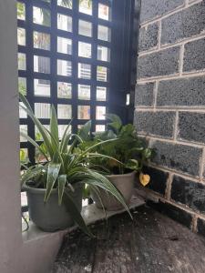 Cồn Giả ViênにあるThảnh Thơi HomeStay & Yogaの窓枠に座る鉢植え2本