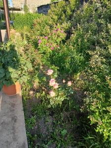 Κήπος έξω από το Family house