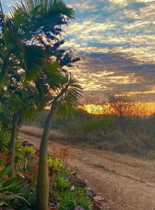 eine Palme an der Seite einer unbefestigten Straße in der Unterkunft Die Kothuis in Malelane