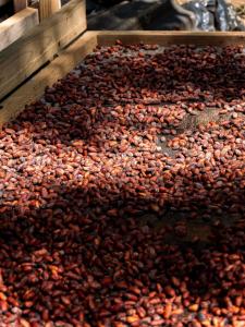 Fotografie z fotogalerie ubytování Finca La Selvita Chocolate experience v destinaci Buritaca