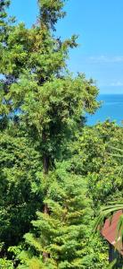 un grand arbre vert à côté de l'océan dans l'établissement კერძო სახლი, à Tsikhisdziri