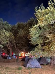 Gallery image of Camping Qeparo in Qeparo