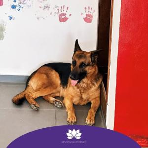 Pet ou pets ficando com hóspedes em Hostel Residencial Botânico