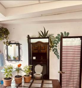 アンティグア・グアテマラにあるCozy Casita Lemusのバスルーム(トイレ、鏡、植物付)