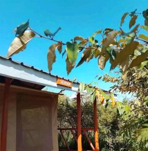 Zahrada ubytování Resian Mara Camp