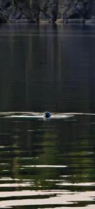 a bird floating on top of a body of water at Villa Rock Saimaa in Punkaharju