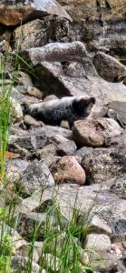 a seal is sitting on some rocks at Villa Rock Saimaa in Punkaharju