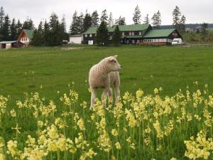 ein Schaf, das in einem Blumenfeld steht in der Unterkunft Lesní Bouda in Pec pod Sněžkou