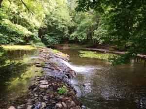 a stream in a wooded area with a river at Le logis des Fadettes in Saint-Martin-le-Mault