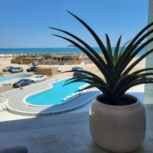 eine Topfpflanze auf einem Felsvorsprung neben einem Pool in der Unterkunft White Sea Studio Premium in Mamaia Nord – Năvodari