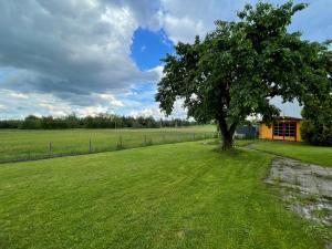 BiberbachにあるWundP Living Wohnung mit Terrasse Parkplatzの緑地中の木