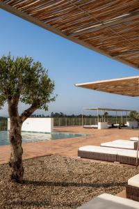 a tree in the middle of a pool at Herdade do Carregouçal in Odemira