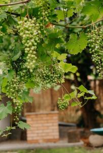 a bunch of green grapes hanging from a tree at Zöldorom Vendégház Verőce in Verőce