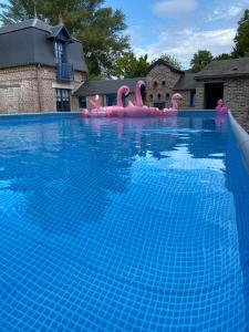 una piscina con flamencos rosas en el agua en Maison des Fontainettes, en Les Andelys