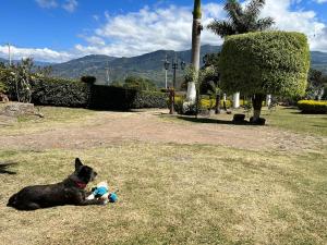 Domácí mazlíčci ubytovaní s hosty v ubytování Hospedaje Campestre Las Palmas 101