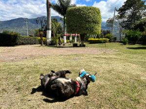 Domácí mazlíčci ubytovaní s hosty v ubytování Hospedaje Campestre Las Palmas 101