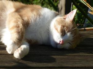 Galeriebild der Unterkunft Maison de charme 18ème, jardin luxuriant, WIFI inclus - FR-1-497-220 in Sainte-Opportune