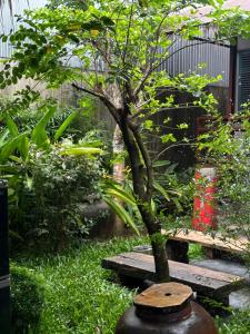 Ein Garten an der Unterkunft Cat Homestay