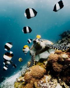 Фотография из галереи NH Collection Maldives Reethi Resort на Атолле Баа