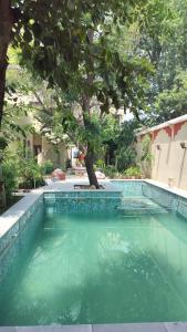a pool of green water with a tree in it at Morbagh Eco Haveli in Mandāwa