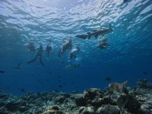 a group of people swimming in the ocean at LVM Bodufolhudhoo in Bodufolhudhoo