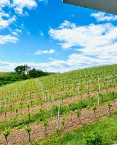 a vineyard with a blue sky and clouds at Highlife Apartment Bad Kreuznach ONE in Bad Kreuznach